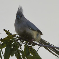 White-backed Mousebird